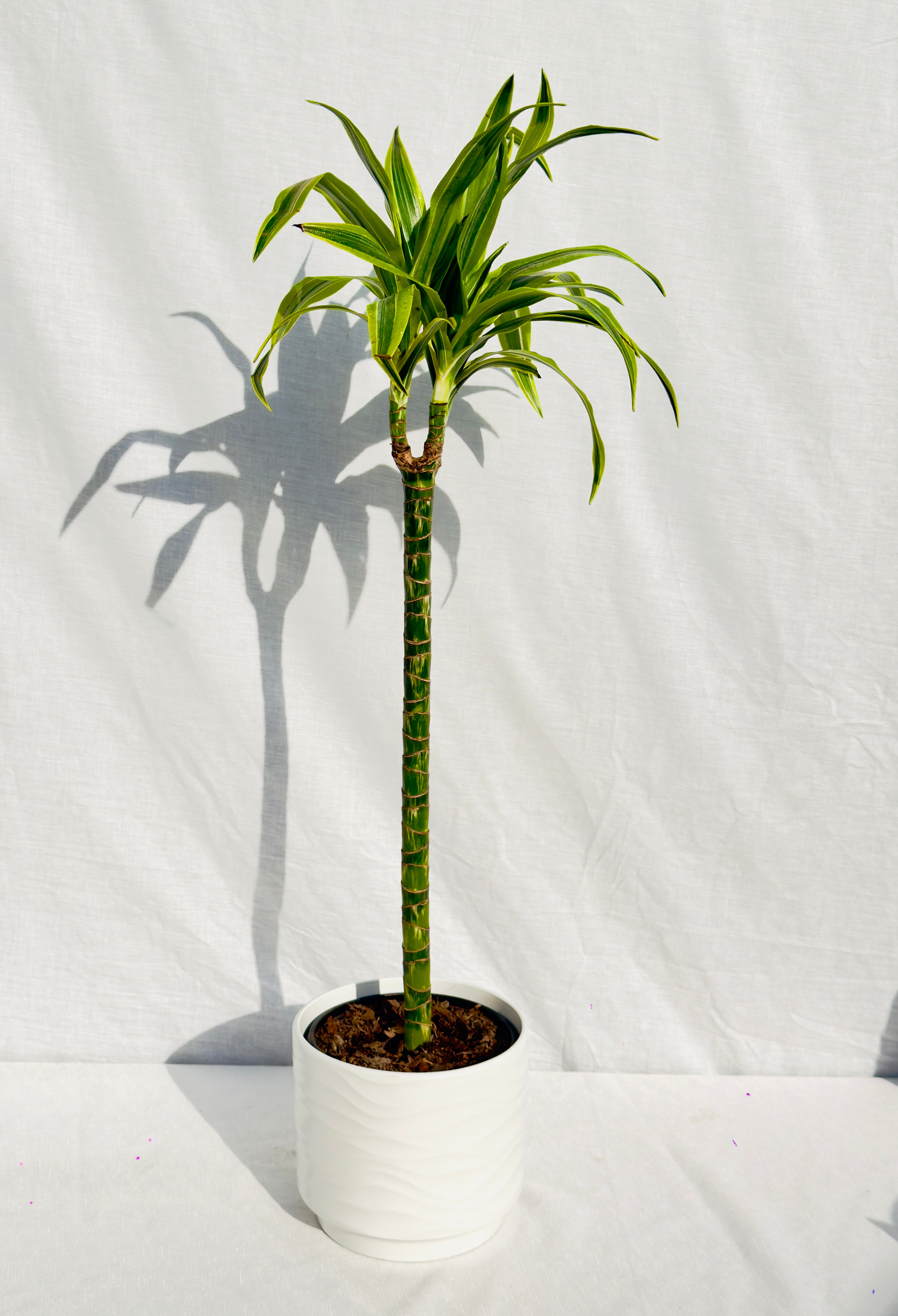 🌿 Drácena Lemon XL