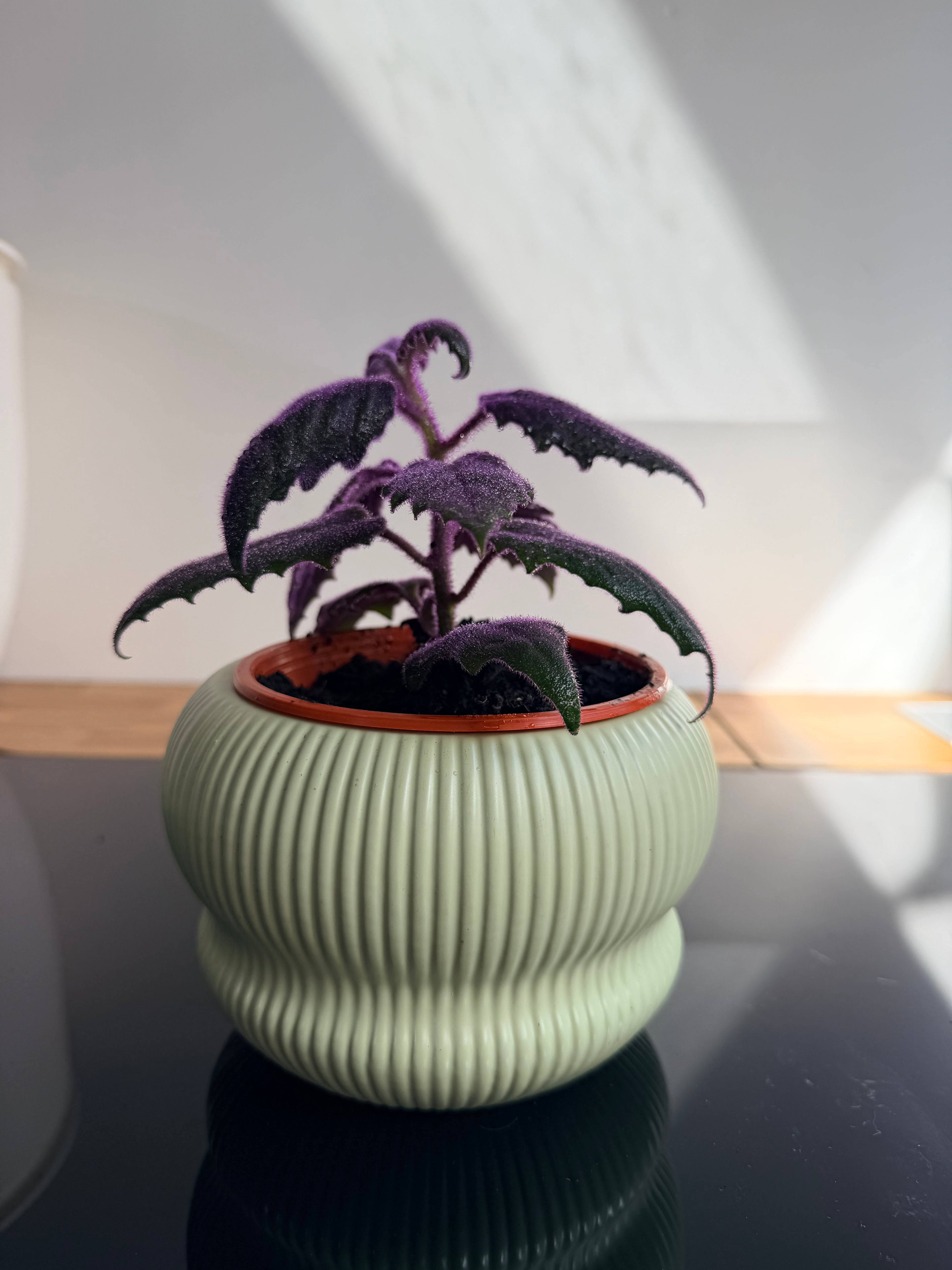 Gynura Planta Morada de Interior | Hojas Aterciopeladas