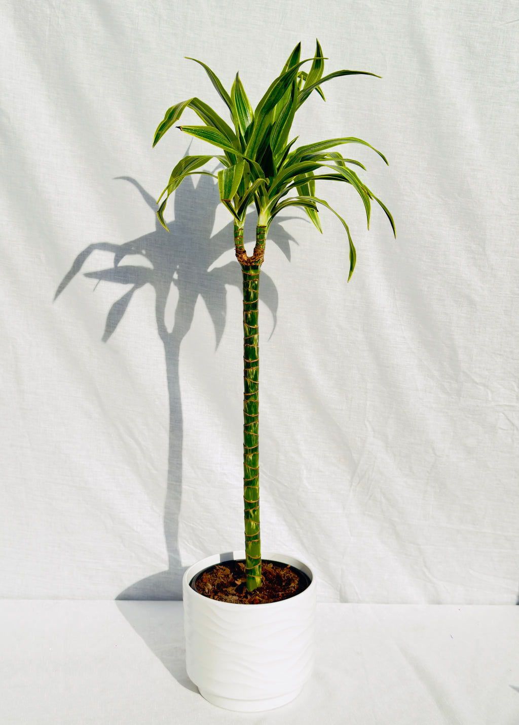 🌿 Drácena Lemon XL