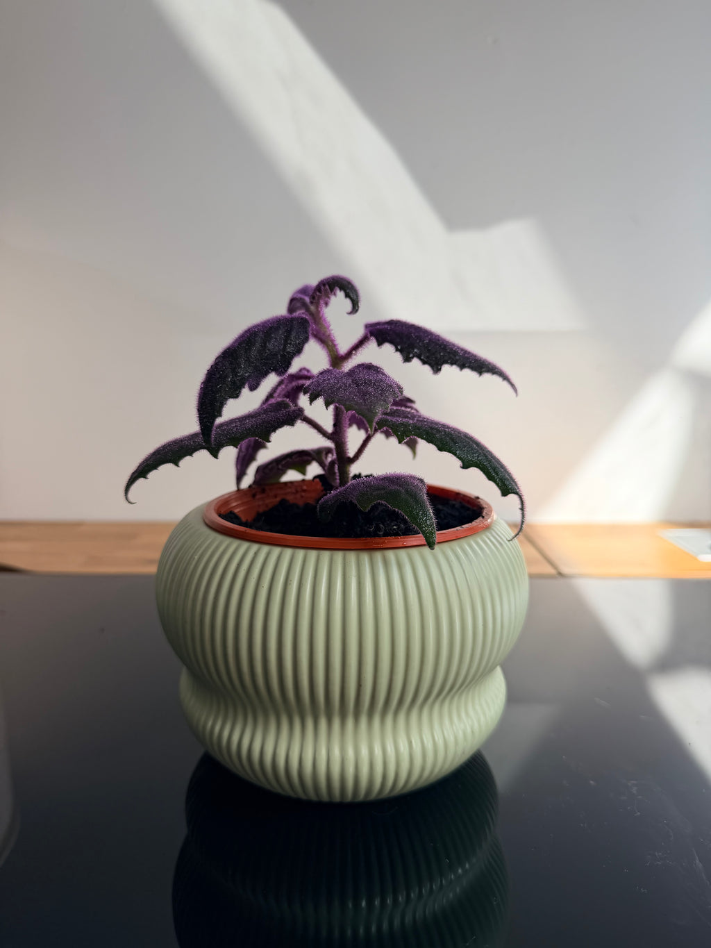 Gynura Planta Morada de Interior | Hojas Aterciopeladas