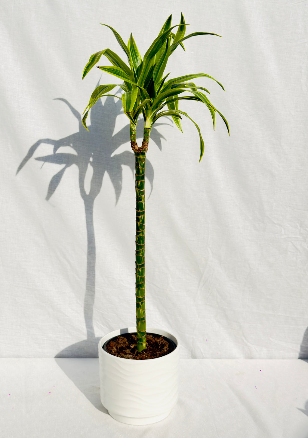 🌿 Drácena Lemon XL