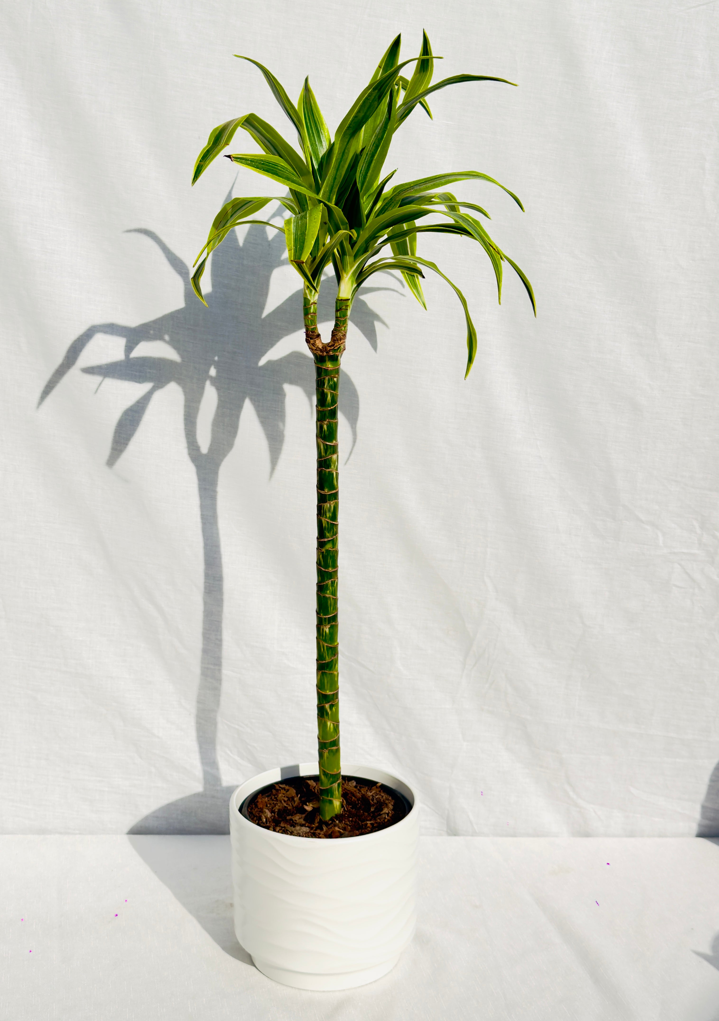 🌿 Drácena Lemon XL