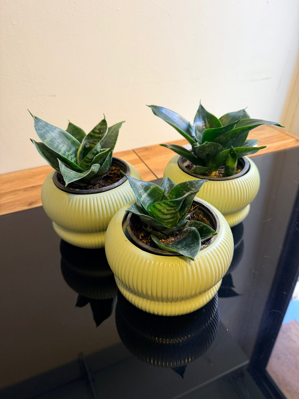 Sansevieria enana 🌿