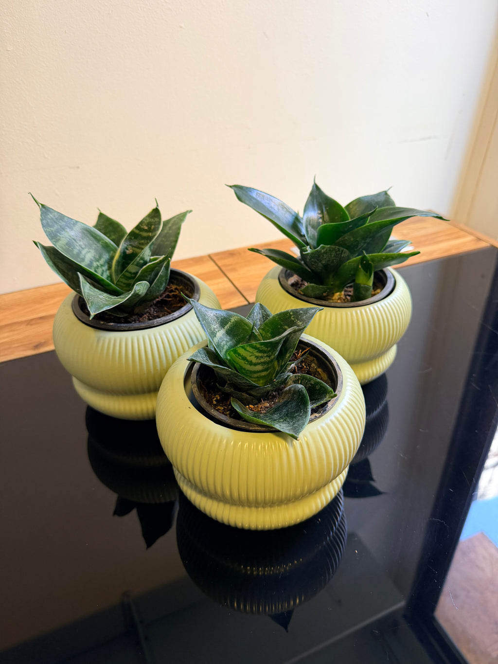 Sansevieria enana 🌿
