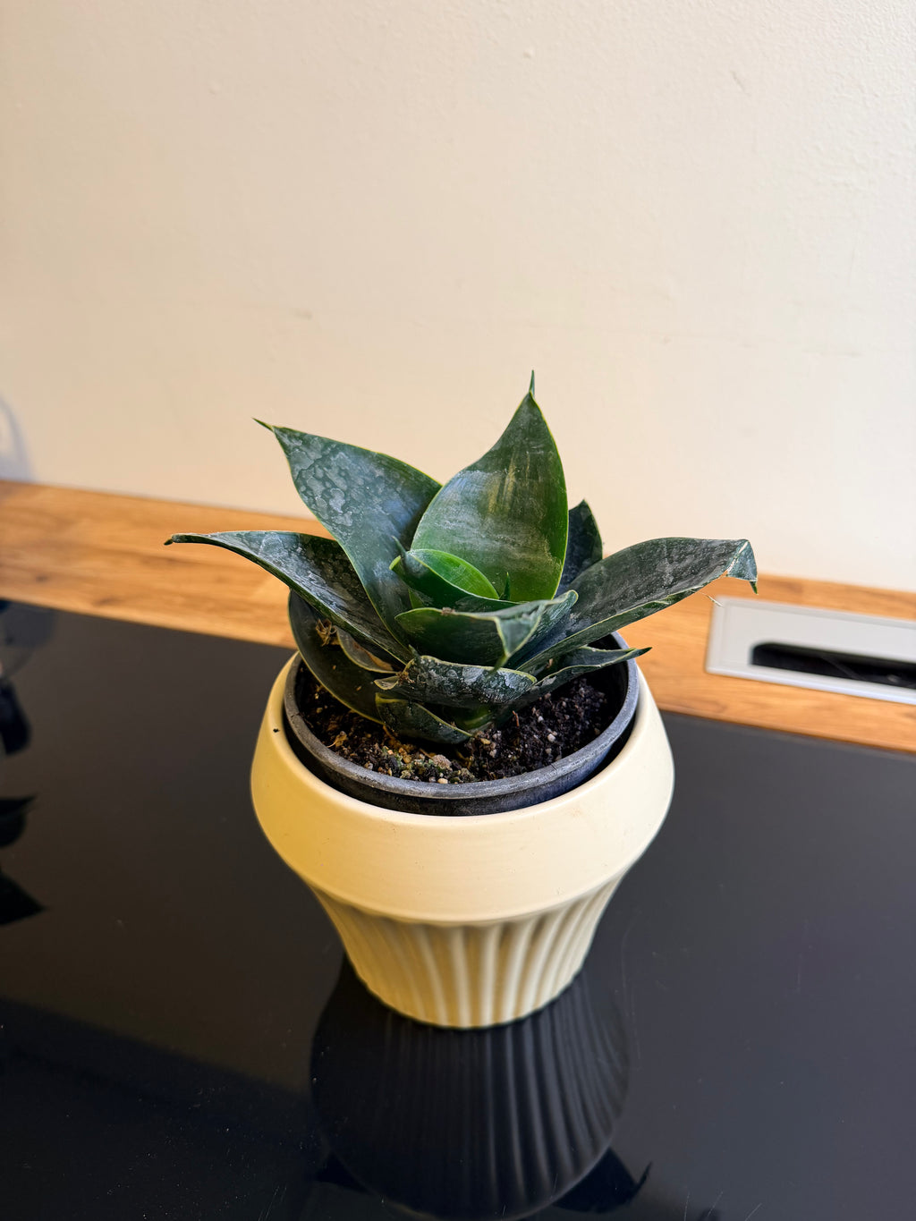 Sansevieria enana 🌿