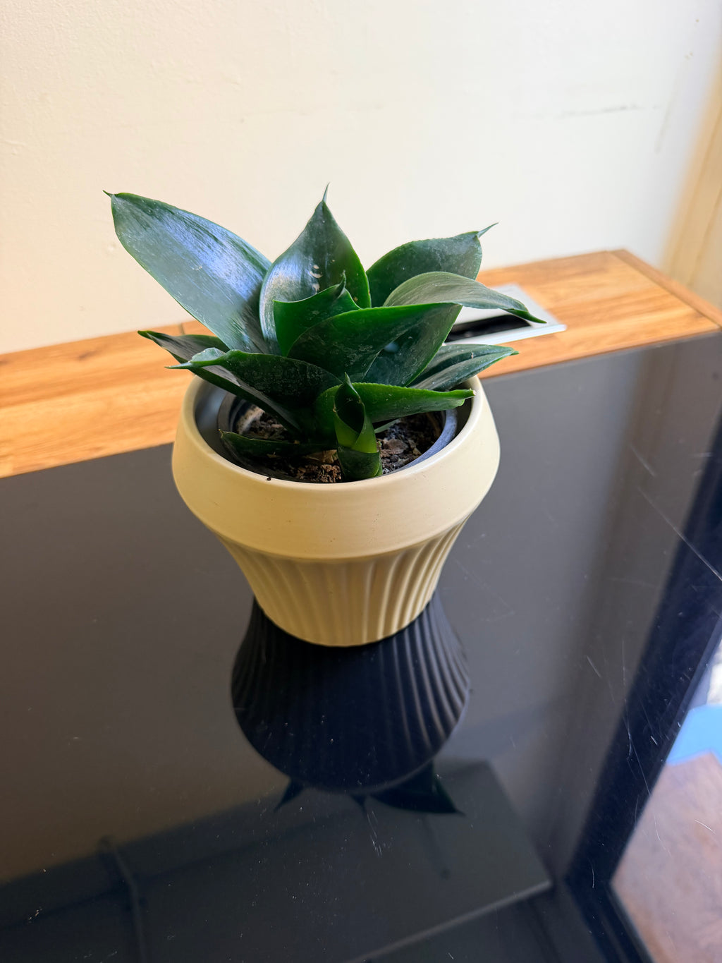 Sansevieria enana 🌿