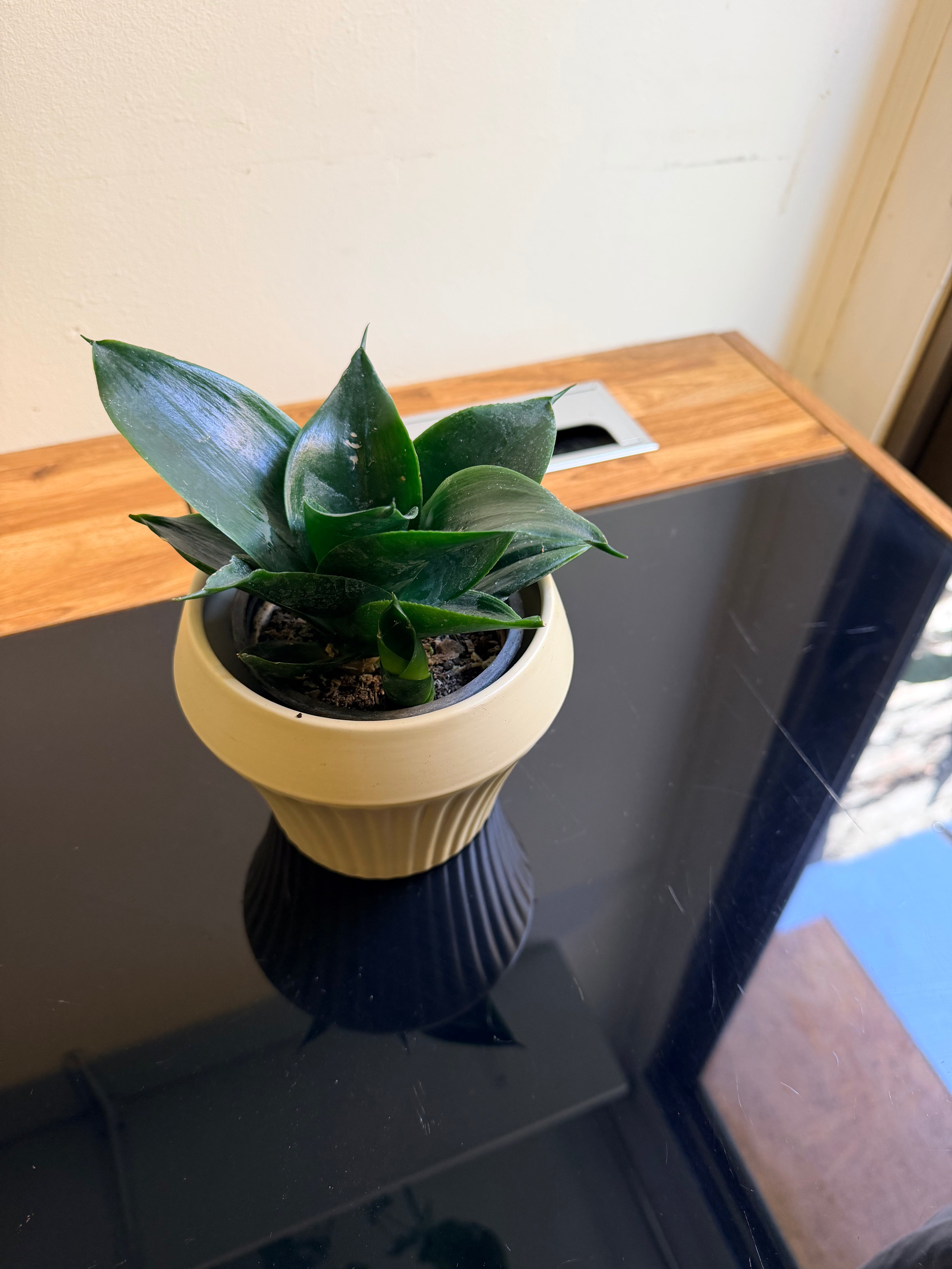 Sansevieria enana 🌿