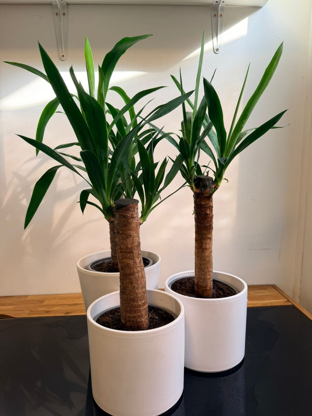 Palo de Agua (Yuca / Dracaena) Planta de Interior Fácil Cuidado