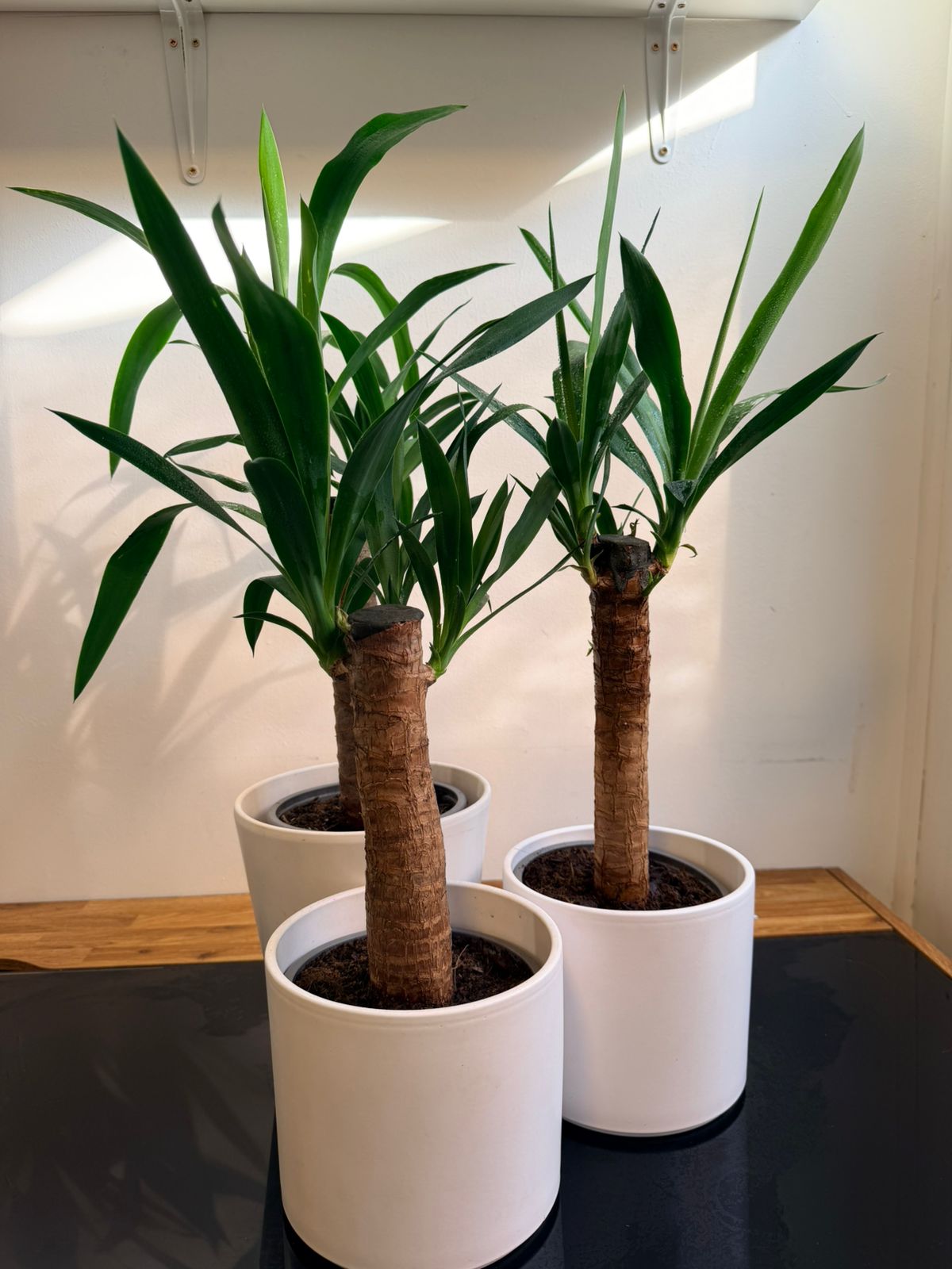 Palo de Agua (Yuca / Dracaena) Planta de Interior Fácil Cuidado