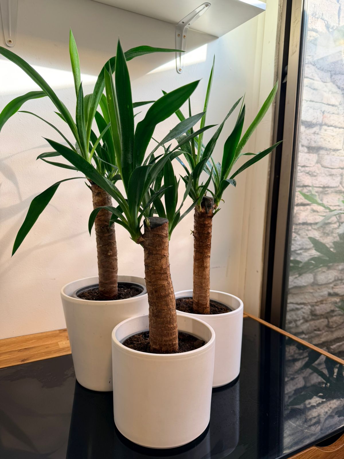 Palo de Agua (Yuca / Dracaena) Planta de Interior Fácil Cuidado