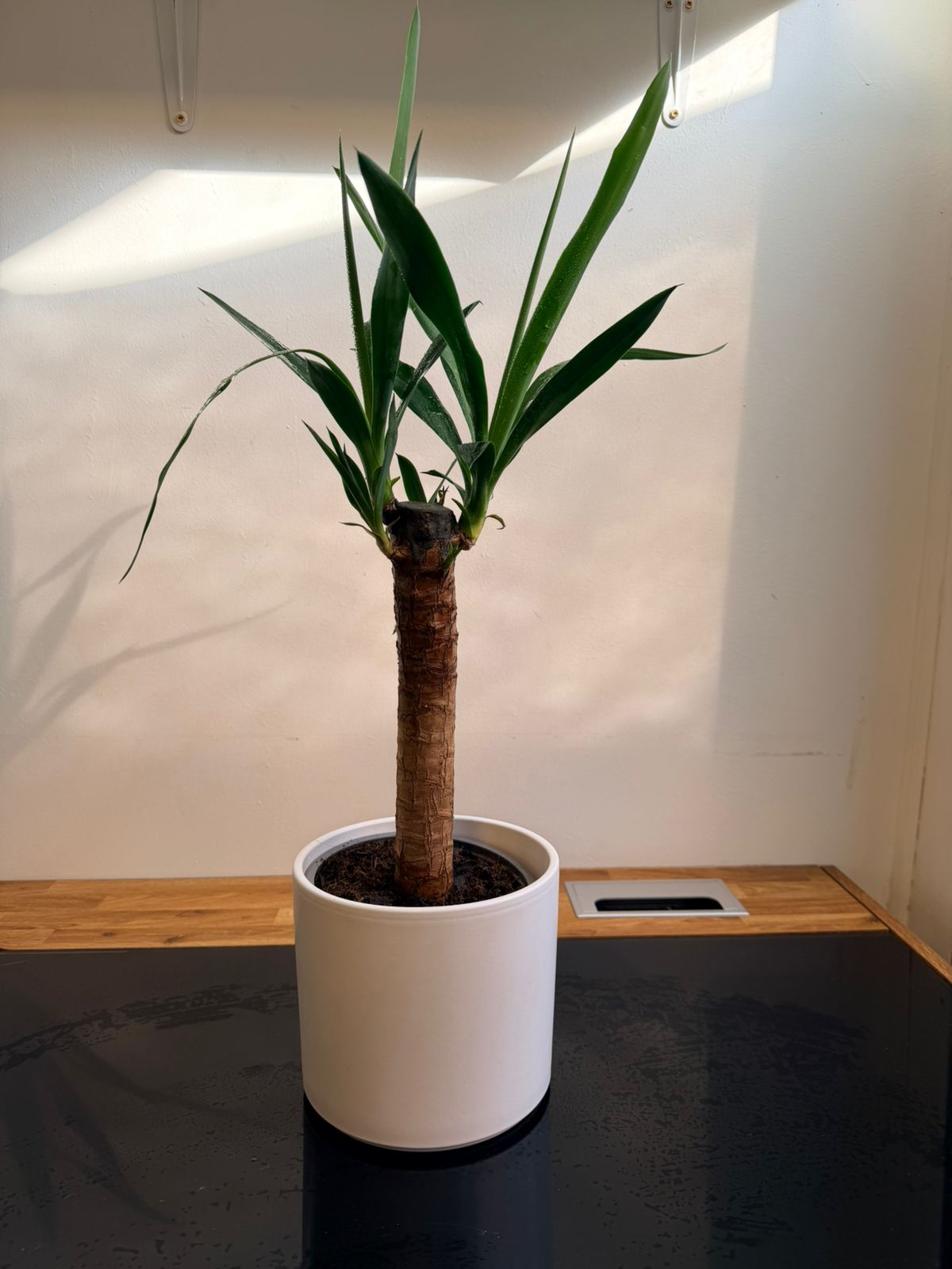 Palo de Agua (Yuca / Dracaena) Planta de Interior Fácil Cuidado