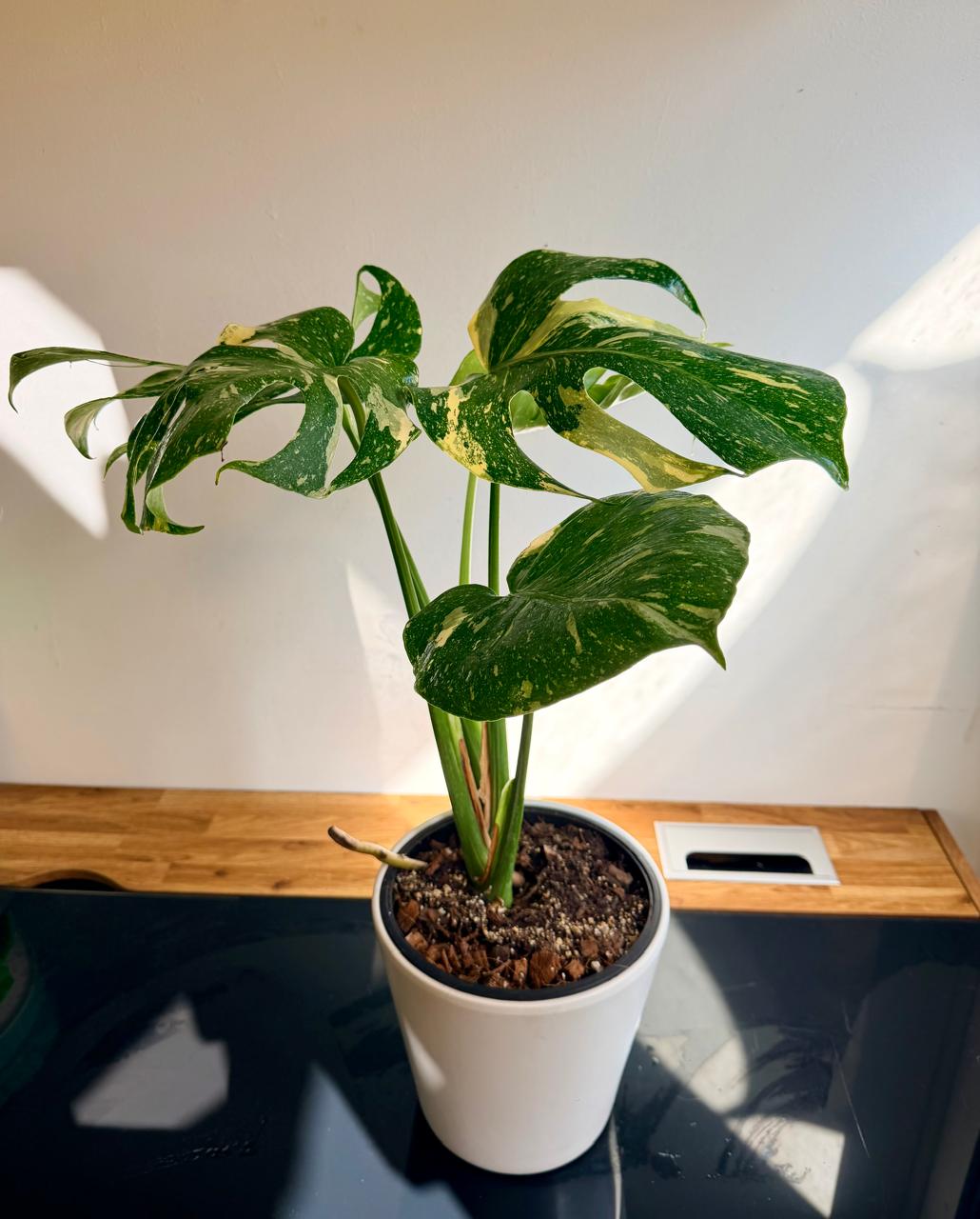 Monstera Thai Constellation Variegada | Planta de Interior Premium