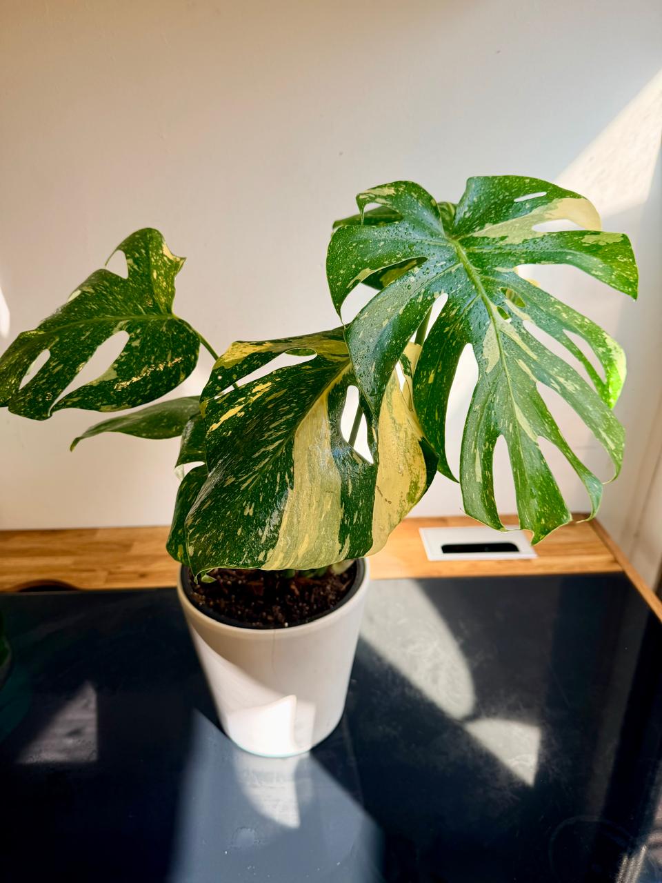 Monstera Thai Constellation Variegada | Planta de Interior Premium