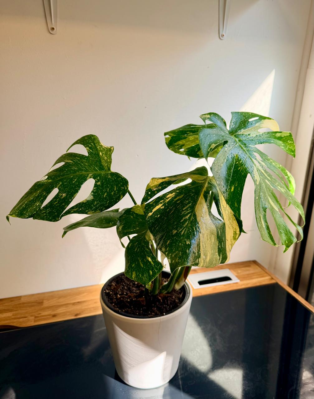 Monstera Thai Constellation Variegada | Planta de Interior Premium