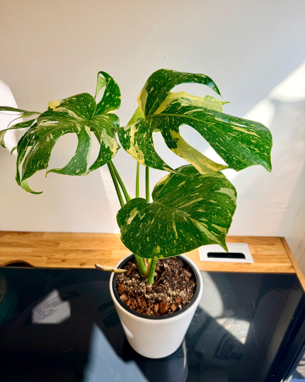 Monstera Thai Constellation Variegada | Planta de Interior Premium