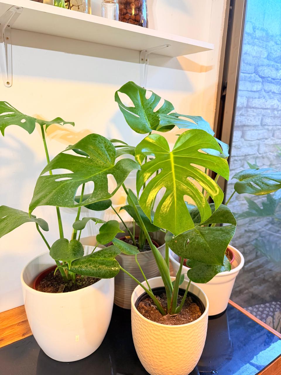 Monstera Deliciosa Planta de Interior Grande | Hoja Tropical