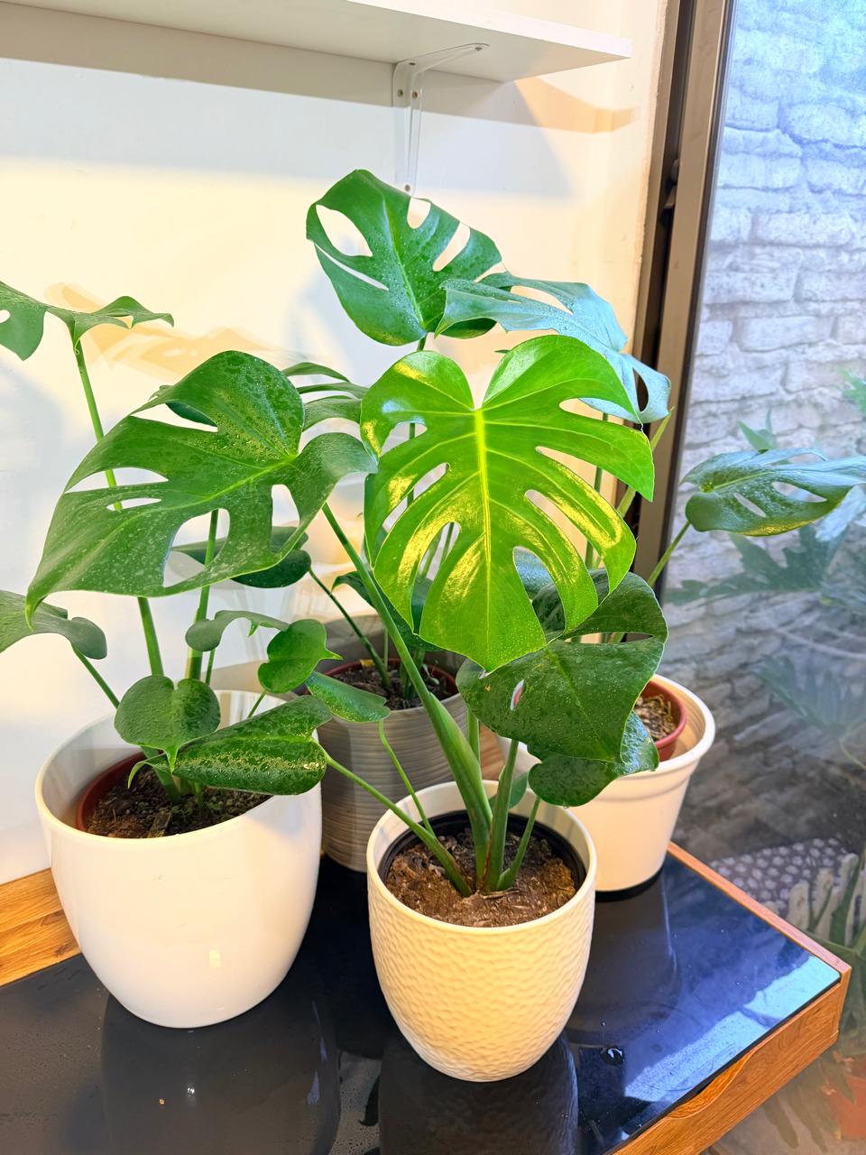 Monstera Deliciosa Planta de Interior Grande | Hoja Tropical