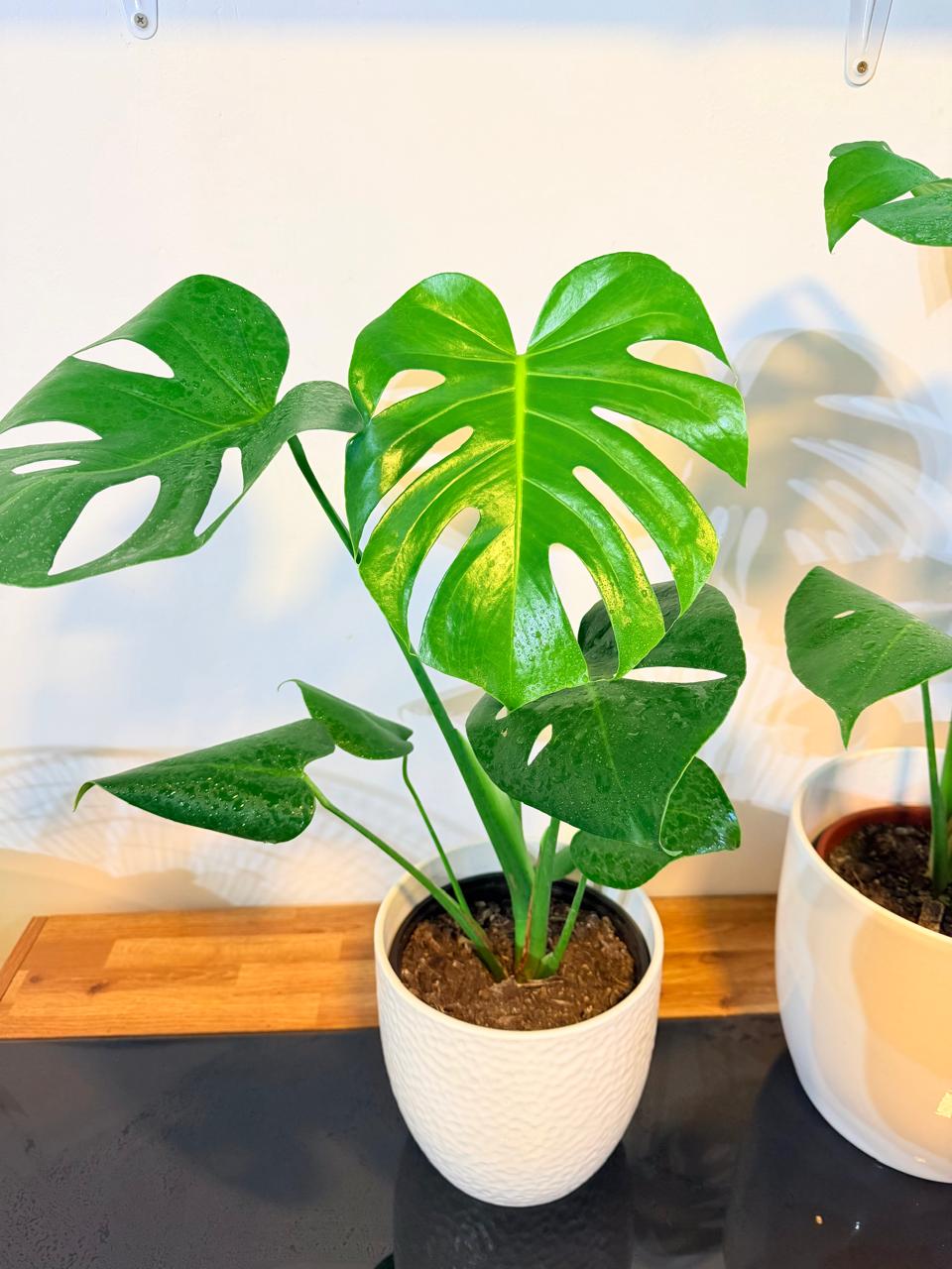Monstera Deliciosa Planta de Interior Grande | Hoja Tropical