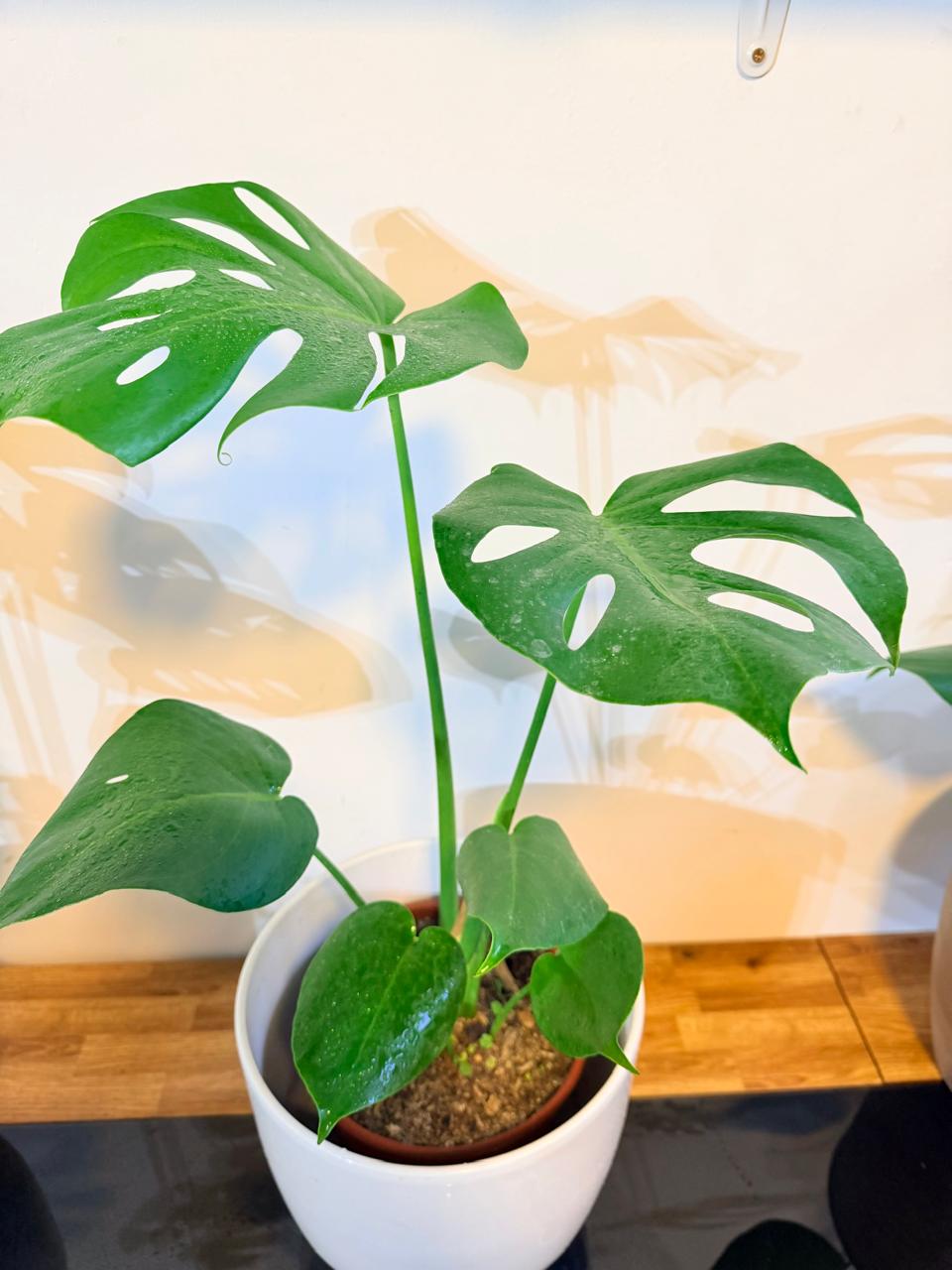 Monstera Deliciosa Planta de Interior Grande | Hoja Tropical