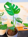 Monstera Deliciosa Planta de Interior Grande | Hoja Tropical