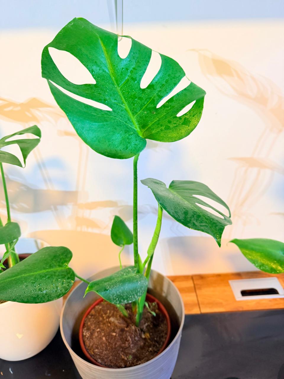 Monstera Deliciosa Planta de Interior Grande | Hoja Tropical