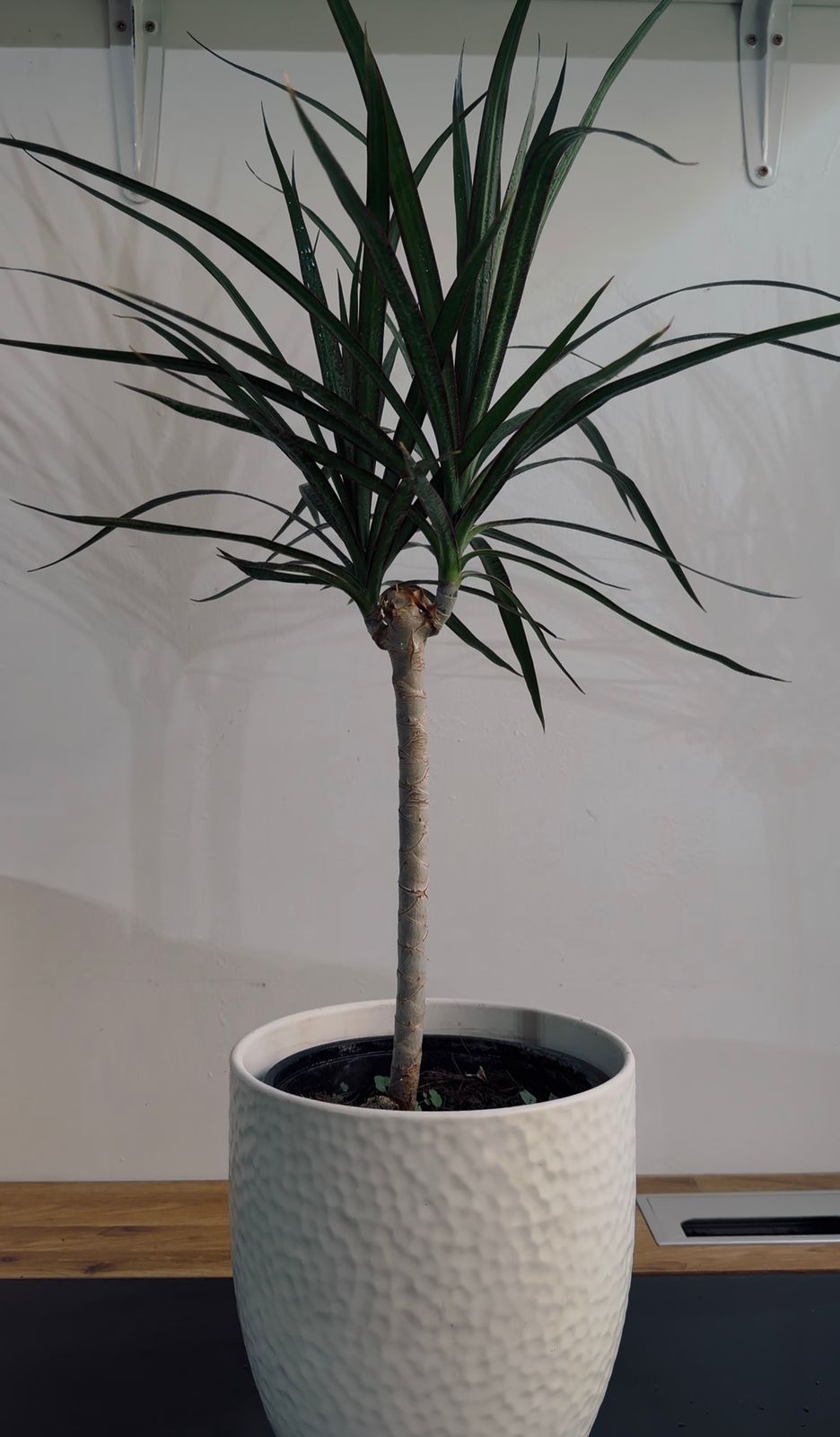 Drácena Marginata Planta de Interior | Elegante y Fácil Cuidado