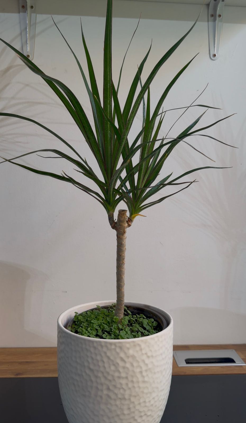 Drácena Marginata Planta de Interior | Elegante y Fácil Cuidado