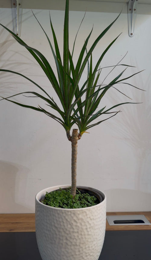 Drácena Marginata Planta de Interior | Elegante y Fácil Cuidado