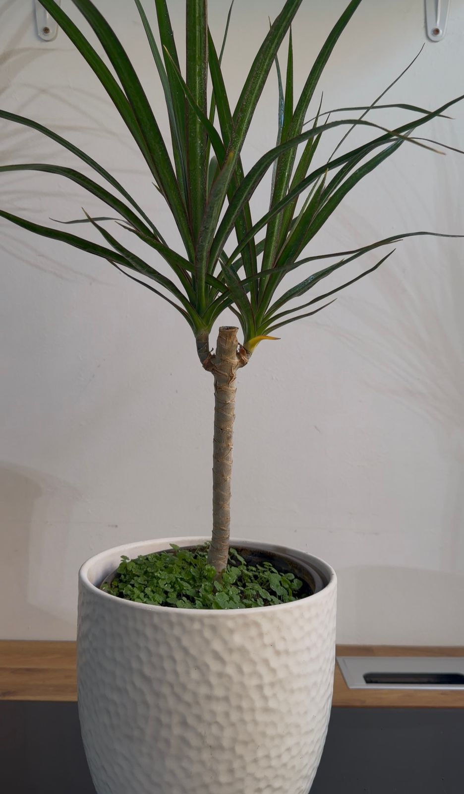 Drácena Marginata Planta de Interior | Elegante y Fácil Cuidado