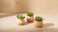 Planta suculenta